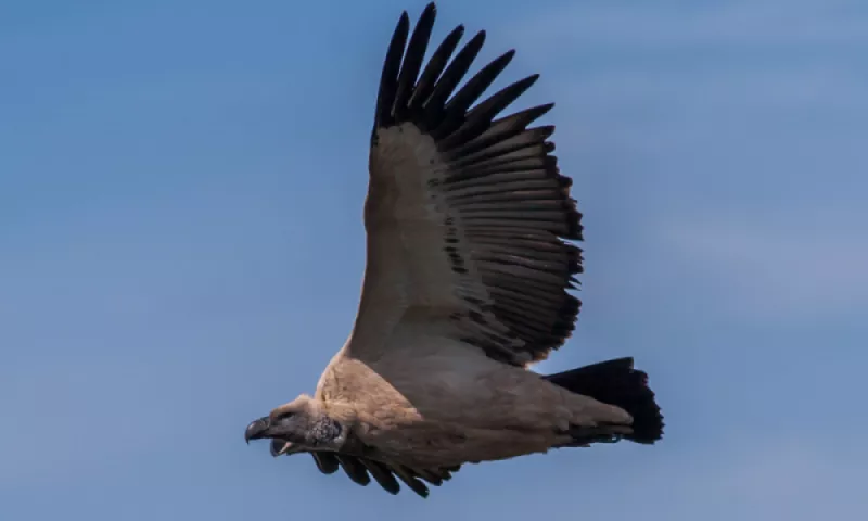 capevulture_dehoop_2016_09_14-2_w800_h480_mcrop_upscale1_autoformat-compress_cz1_i1_p50-50.webp